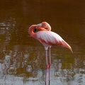 solitary flamingo