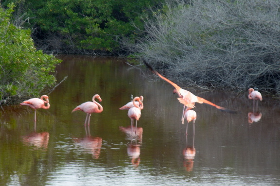 flamingo in flight
