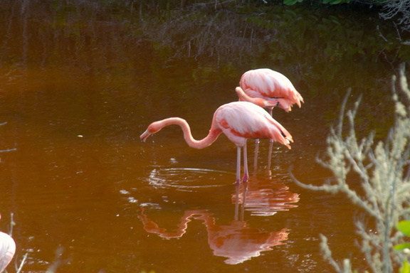 pair of flamingos