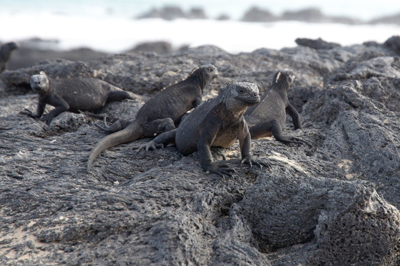 a group of iguanas is called a "slaughter"