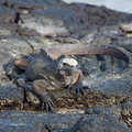 iguana on the rocks