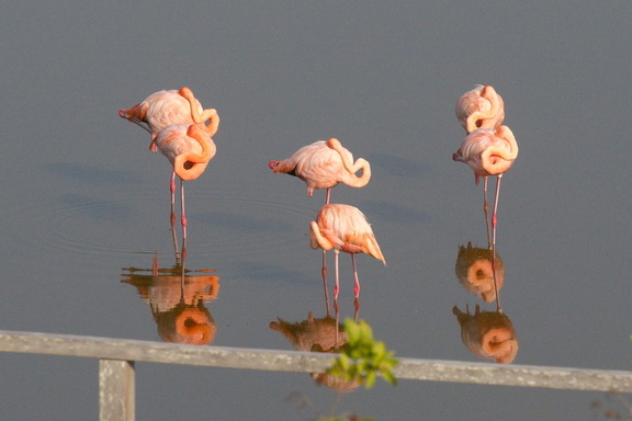 sunlit flamingos