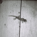 gecko in black and white