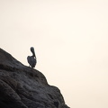 pelican in silouhette