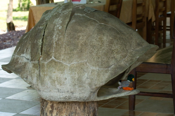 NOT Duck in tortoise shell