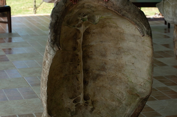 inside of a tortoise shell