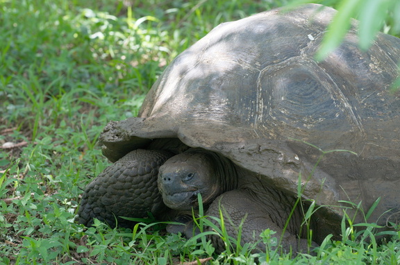 portrait of a tortoise