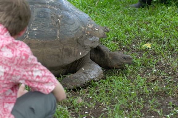 Ben getting to know a tortoise