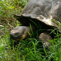 adult tortoise