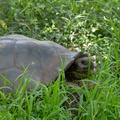 tortoise in the grass