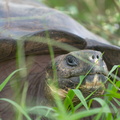 tortoise extreme close up