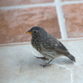 Another species of Darwin's finch