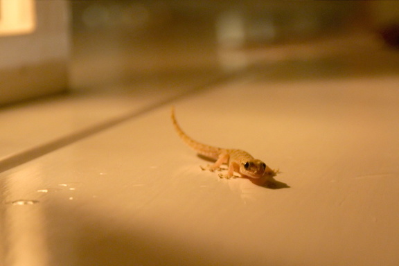 this gecko joined us for drinks