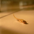 this gecko joined us for drinks