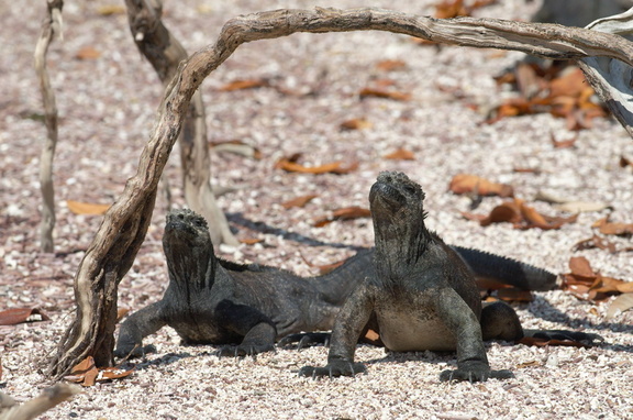 iguanas enjoying the sun