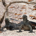 iguanas enjoying the sun