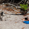 Marine iguana and David