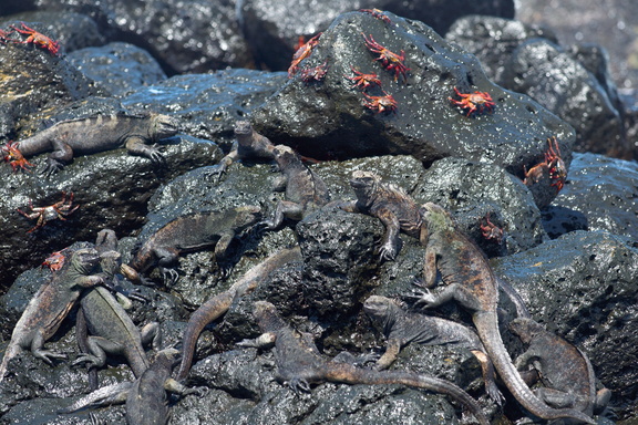 gathering of iguanas and crabs