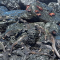 gathering of iguanas and crabs