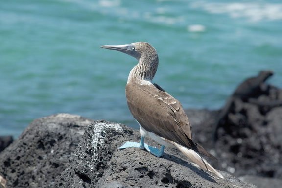 Blue-footed booby (male)