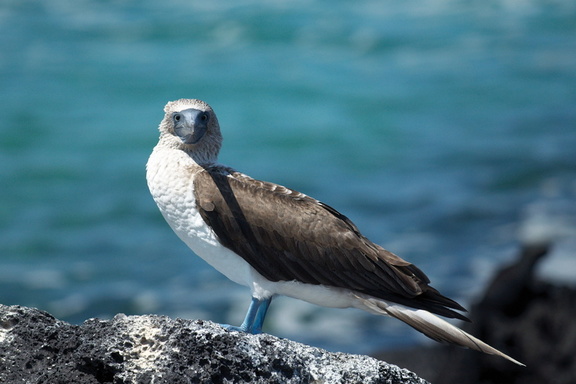 Blue-footed booby (female)