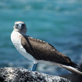 Blue-footed booby (female)