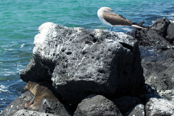 Resting sea lion and booby