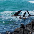 Sea lion flippers