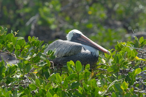 pelican in a tree