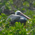 pelican in a tree
