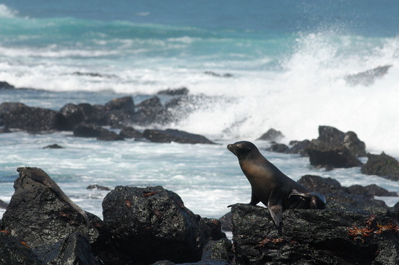 sea lion at the surf