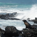 sea lion at the surf