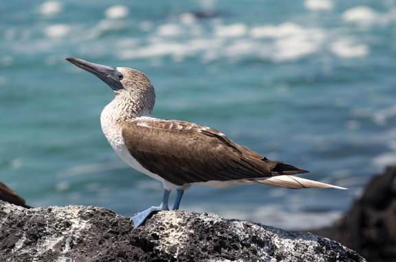 another blue footed boobie