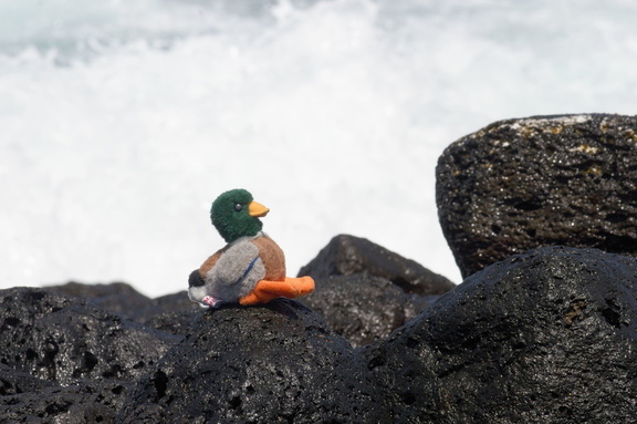 duck on the rocks