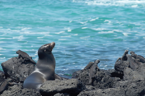sea lion surrounded by iguanas