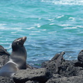 sea lion surrounded by iguanas