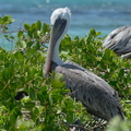 pelicans look strange in trees