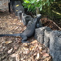 iguana on the edge of the path