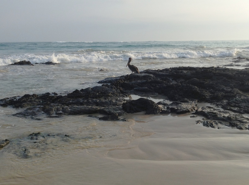pelican at rest