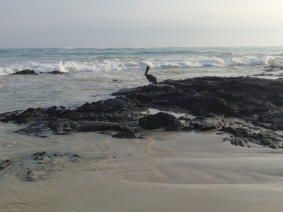 pelican at rest