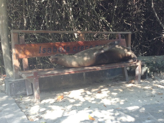 sea lions claim the benches for themselves
