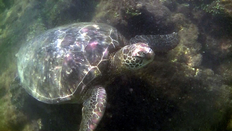 sea-turtle-1a.jpg