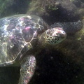 sea-turtle-1a