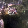 sea-turtle-2
