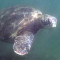 sea-turtle-3