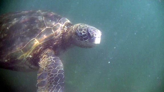 sea-turtle-4