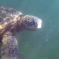 sea-turtle-4