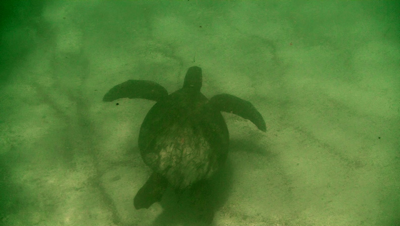 sea-turtle-5a-olive-ridley.jpg