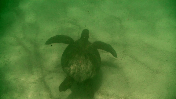 sea-turtle-5a-olive-ridley