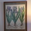 Irises print